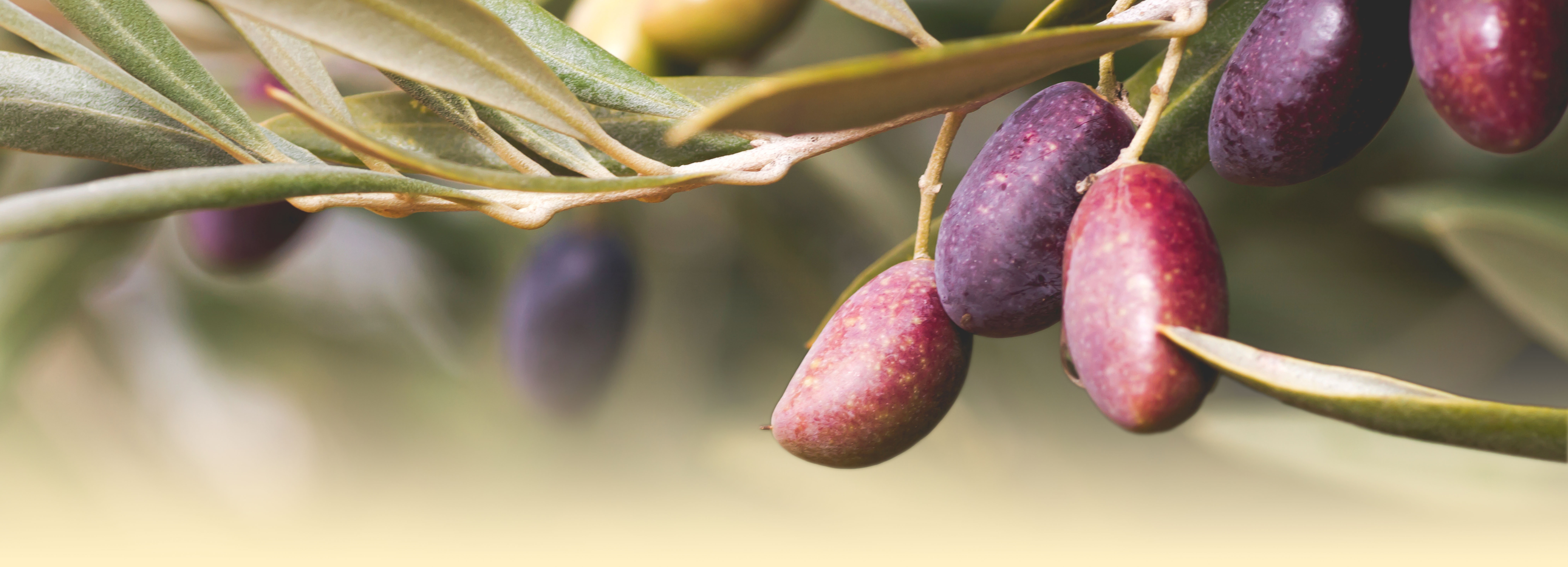 olive picual grandi